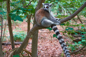 Ring tailed lemur outdoor forest