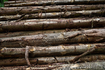Wooden logs stacked in Harz mountains Germany