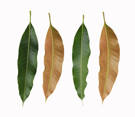 Green and brown Leaves of mango trees isolated on white background.