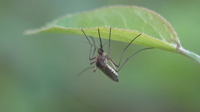 Mosquito sits in green grass, Insect close-up