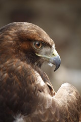 águila