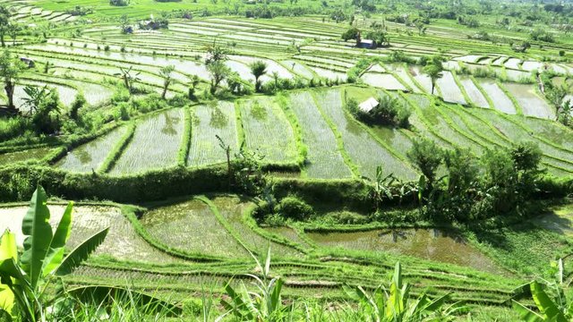 close up of rice paddy fields at the village of tirta gangga on the indonesian island of bali