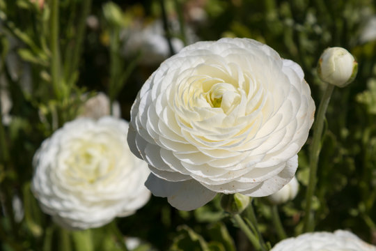 Blooming white Ranunculus flowers in a garden.