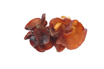 Black fungus on a white background