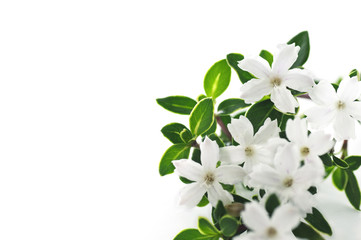 Obraz na płótnie Canvas flowers of serissa on a white background