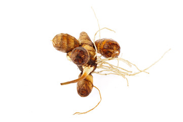 Taro on a white background