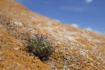 Cactus 