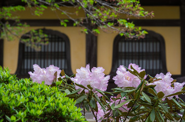 Fototapeta na wymiar 京都　南禅寺のシャクナゲの花