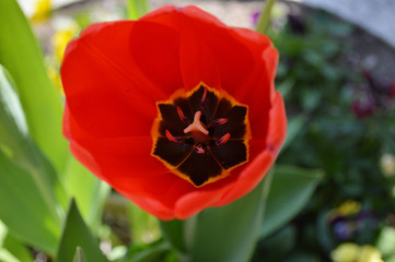 Inside of a Fancy Tulip, Organic Patterns