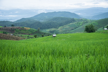 Beautiful scenery during  of the Pa Pong Piang rice terraces(paddy field) at Mae-Jam,Chaingmai Province in Thailand.