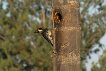 El pájaro carpintero luce con desconfianza con la comida en el pico.