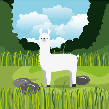 wild alpaca in the jungle scene vector illustration design