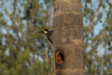 El pájaro carpintero está vigilando su cueva.