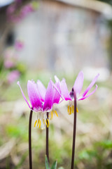 Fototapeta premium Siberian fawn lily (Erythronium sibiricum). Selective focus. 