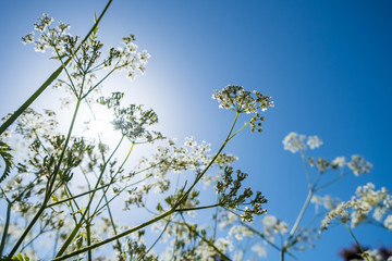 low angel shot of roadside flowers under the sun and blue sky