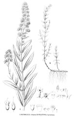 Illustration of plant