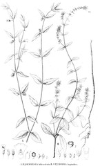 Illustration of plant