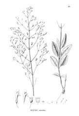 Illustration of plant