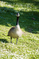single Canada goose walking on wild flower filled grassy ground under the sun 