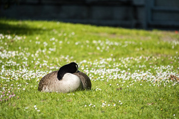 single Canada goose resting on wild flower filled grassy ground under the sun 