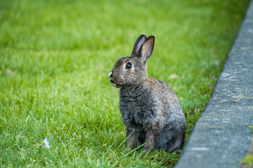 portrait of grey rabbit sitting on the green grass near sidewalk