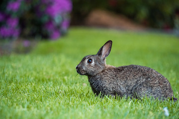 portrait of grey rabbit sitting on the green grass