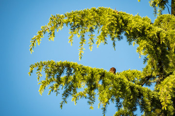 single pine cone behind green leaves  with blue sky background