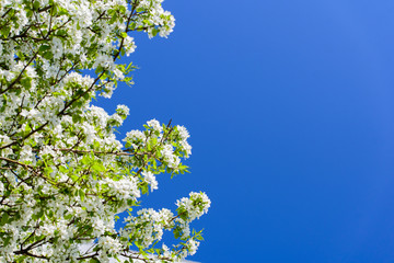 Branch with white flowers on a blue background.
