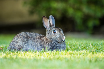 Grey rabbit comfortably laying on the grass enjoy some sun