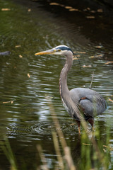Great Blue Heron searching for fish in the pond