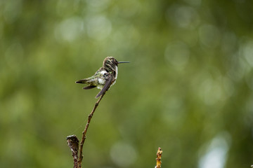 hummingbird shaking off the water off its feather on the tip of a branch