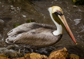 Brown Pelican on the shore