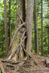 tree roots growing around it's body in the forest