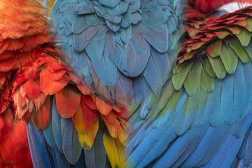 Beautiful macaw feathers