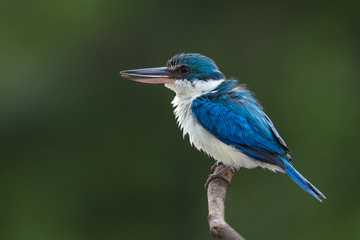 Amazing of blue and white bird (Collared or White-collared kingfisher)