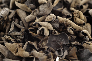 Black fungus on a white background
