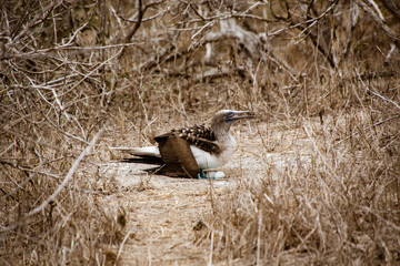 Blue footed booby sits on eggs
