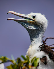 Babby frigate bird waits for parent to return