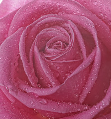 rose with water drops close up 