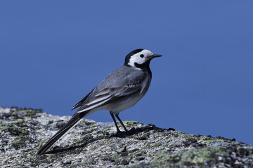 White wagtail (Motacilla alba)