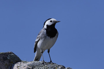 White wagtail (Motacilla alba)