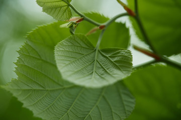 close-up shot of green linden leaves