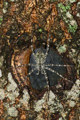 Whitebanded Fishing Spider (Dolomedes albineus) arachnid on tree knot nature pest control concept.