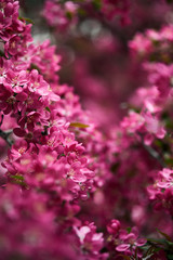 close-up shot of pink cherry flowers on tree