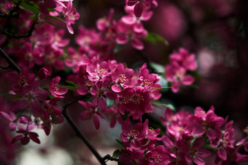 close-up shot of pink cherry flowers on tree