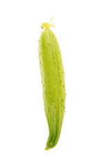 White background of cucumber