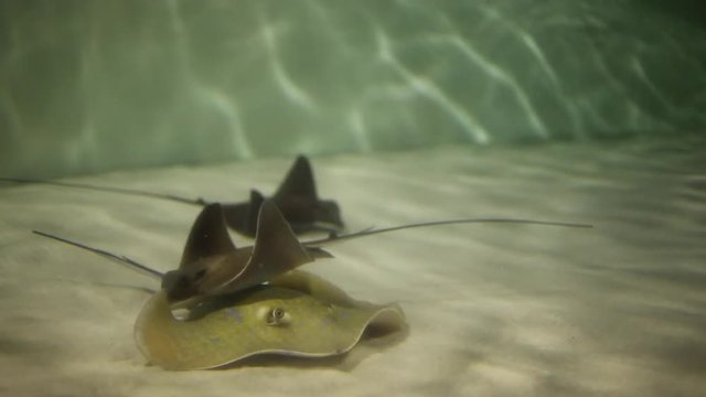 Underwater video of several stingrays swimming in an aquarium one stingray swims close up showing his face and smile