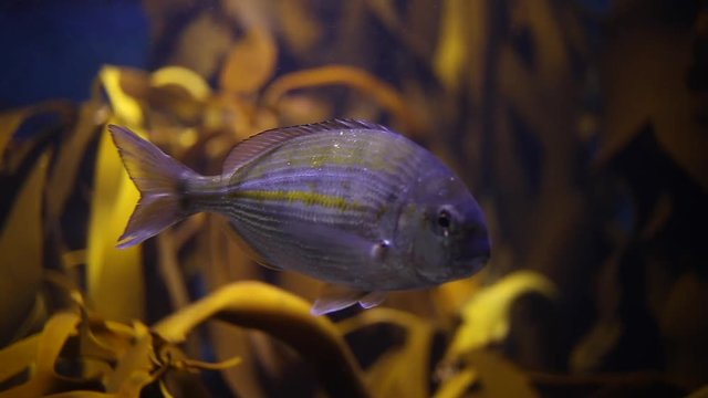 Close up video of a cape stumpnose fish in an aquarium