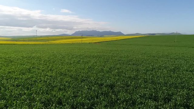 Aerial drone shot flying over bright green crops in farmland South Africa with Table Mountain