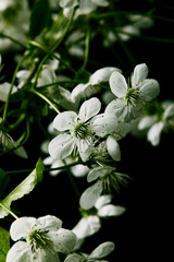 close-up shot of beautiful cherry flowers isolated on black